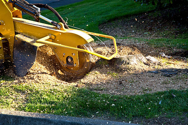 The Steps Involved in Our Tree Care Process in Peculiar, MO